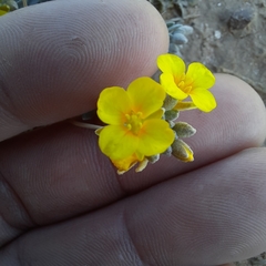 Physaria gordonii