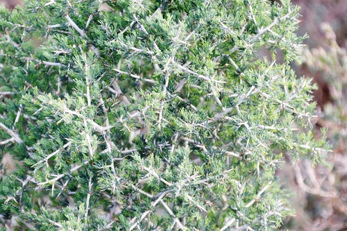 Image of Asparagus mariae by (c) Tony Rebelo, some rights reserved (CC BY-SA)