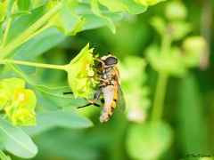 Helophilus latifrons