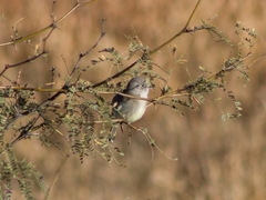 Empidonax wrightii