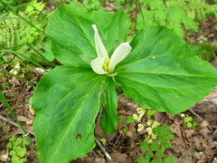 Trillium albidum