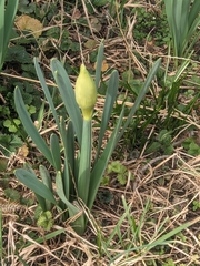 Narcissus pseudonarcissus