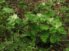 Trillium albidum