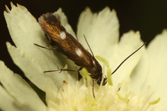 Scythris flabella