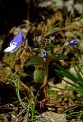 Veronica balansae