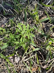 Ditaxis humilis