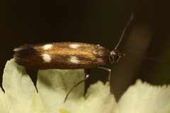 Scythris flabella