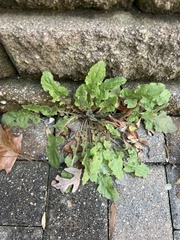 Youngia