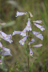Penstemon gracilis