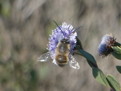 Eucera nigrilabris