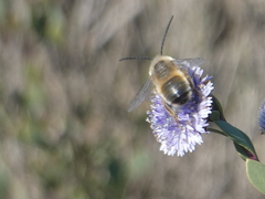 Eucera nigrilabris