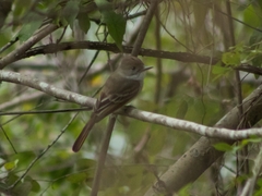 Myiarchus tuberculifer