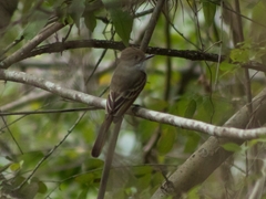 Myiarchus tuberculifer