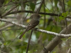 Myiarchus tuberculifer