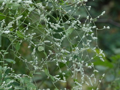 Ouret sanguinolenta