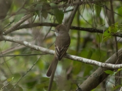 Myiarchus tuberculifer