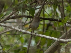 Myiarchus tuberculifer