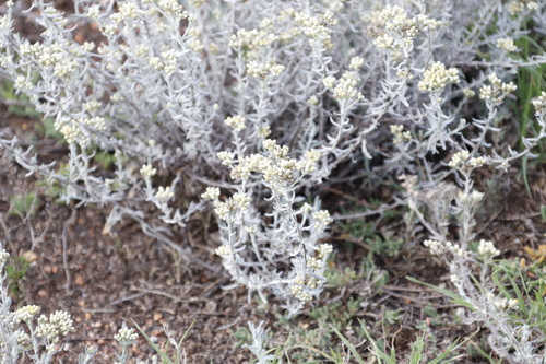 Image of Helichrysum rosum by (c) Tony Rebelo, some rights reserved (CC BY-SA)