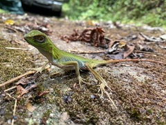Enyalius