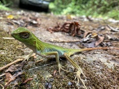 Enyalius