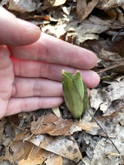Erythronium umbilicatum