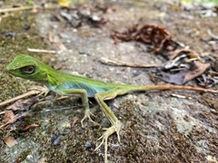 Enyalius