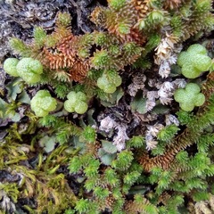 Selaginella eremophila