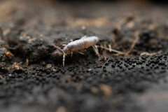 Lepidocyrtus lignorum