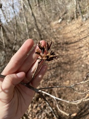 Rhododendron viscosum