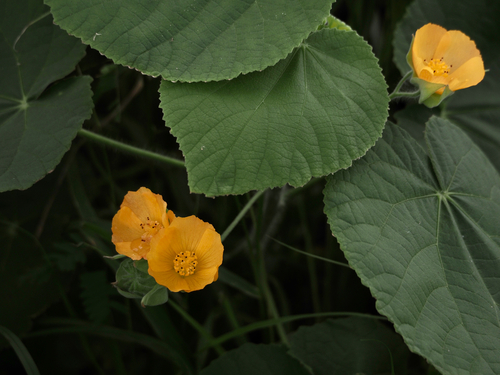 Abutilon grandifolium observed 2023-02-03