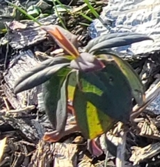 Lonicera sempervirens