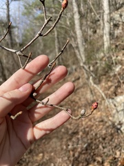 Rhododendron viscosum