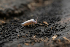 Lepidocyrtus lignorum