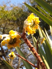 Edgeworthia