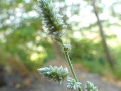 Ouret sanguinolenta