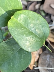 Smilax auriculata