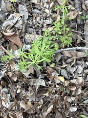 Galium aparine
