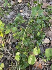 Smilax auriculata