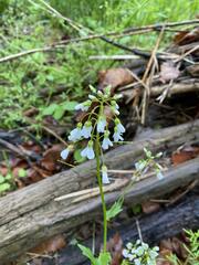 Cardamine bulbosa