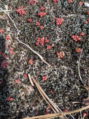 Sedum smallii