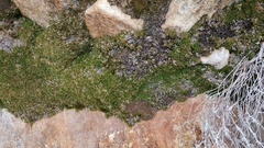 Selaginella eremophila