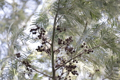 Dasineura rubiformis