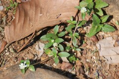 Gomphrena celosioides