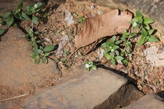 Gomphrena celosioides