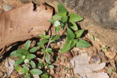 Gomphrena celosioides
