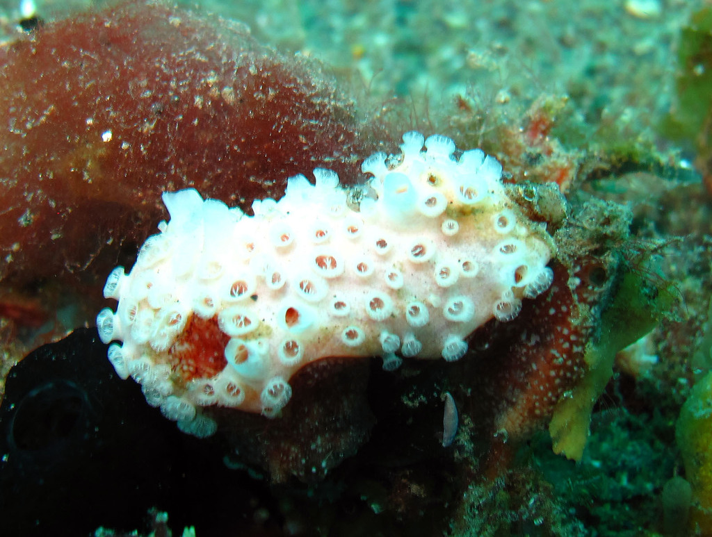 Crella erecta (Crella erecta)