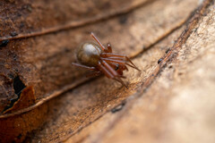 Enoplognatha thoracica