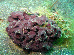 Chelonaplysilla violacea