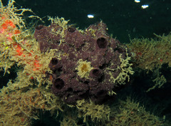 Chelonaplysilla violacea