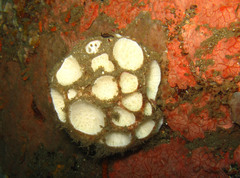 Cinachyra